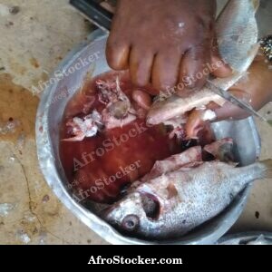 Fish with Spices Marinade Preparation, Africa