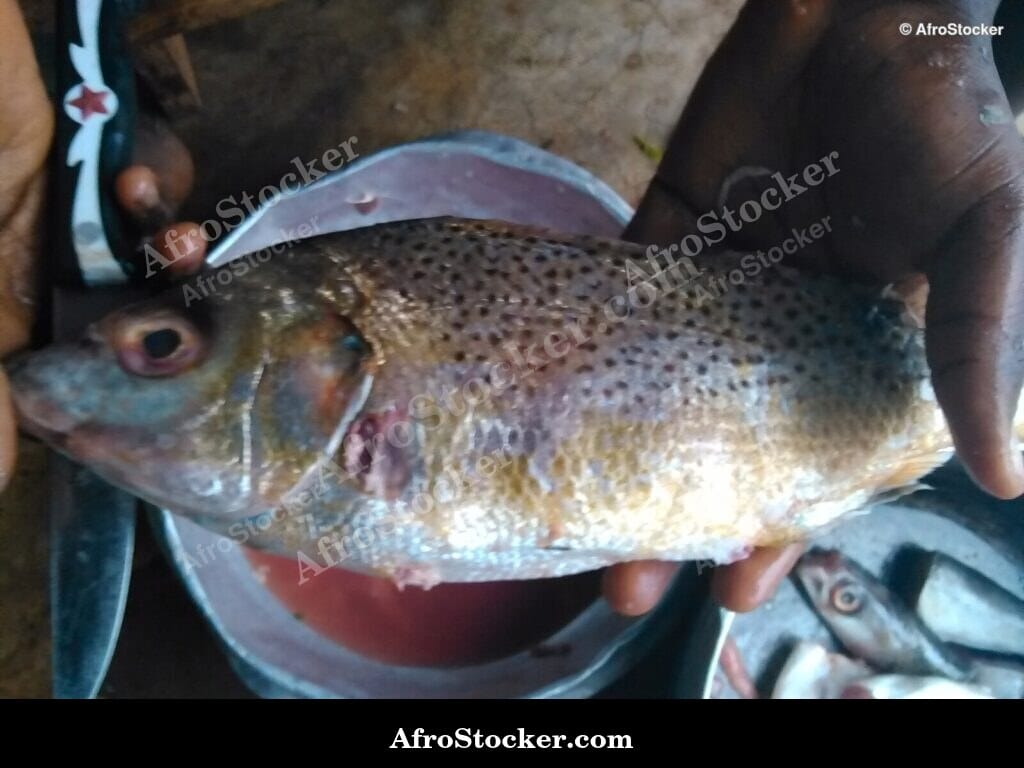 Fish Stew Cooking in Pot, Africa