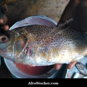 Fish Stew Cooking in Pot, Africa