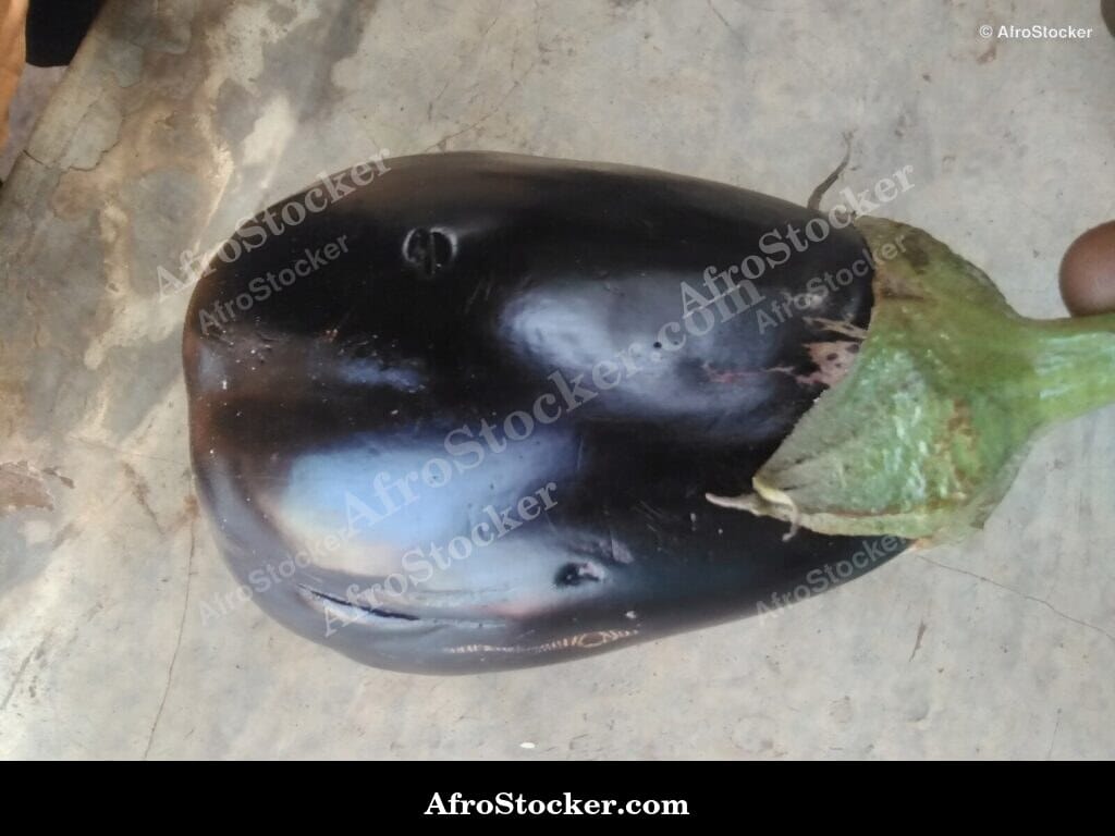 african eggplants harvest basket vegetable