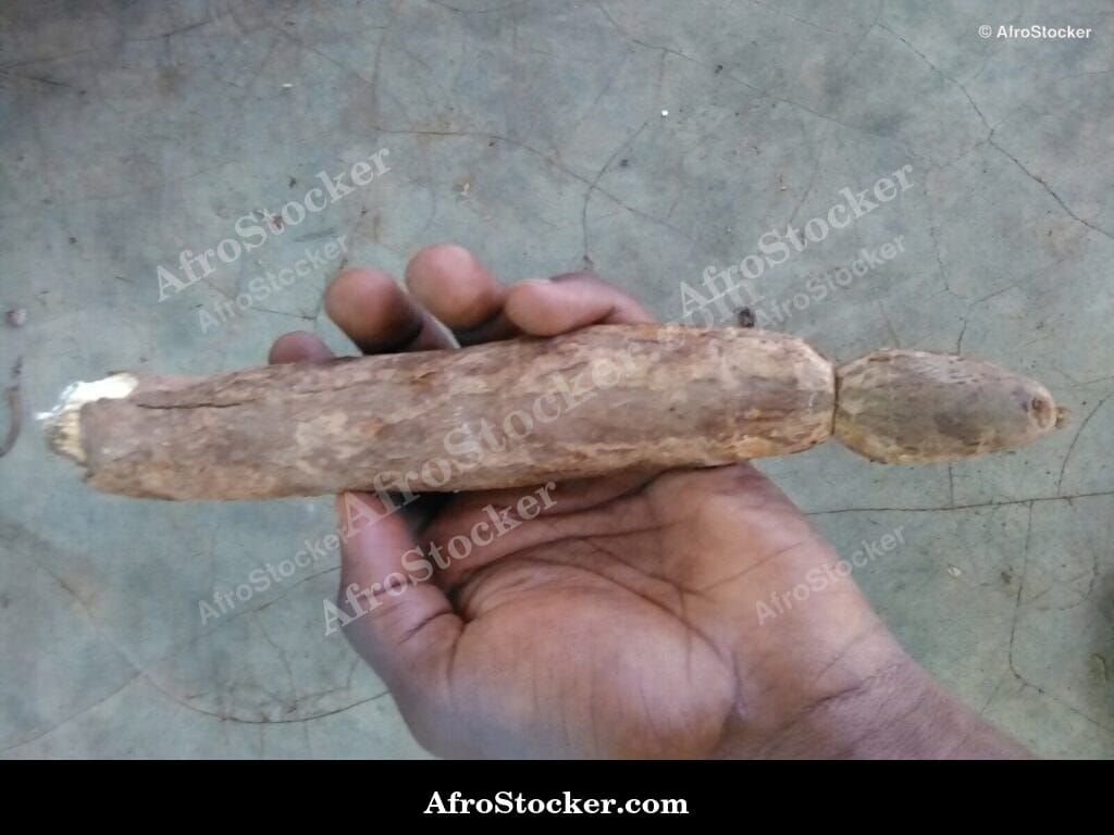 cassava root african staple crop agriculture