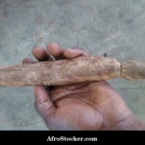 cassava root african staple crop agriculture
