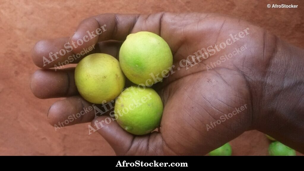 fresh lemons citrus african market fruit