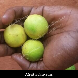fresh lemons citrus african market fruit