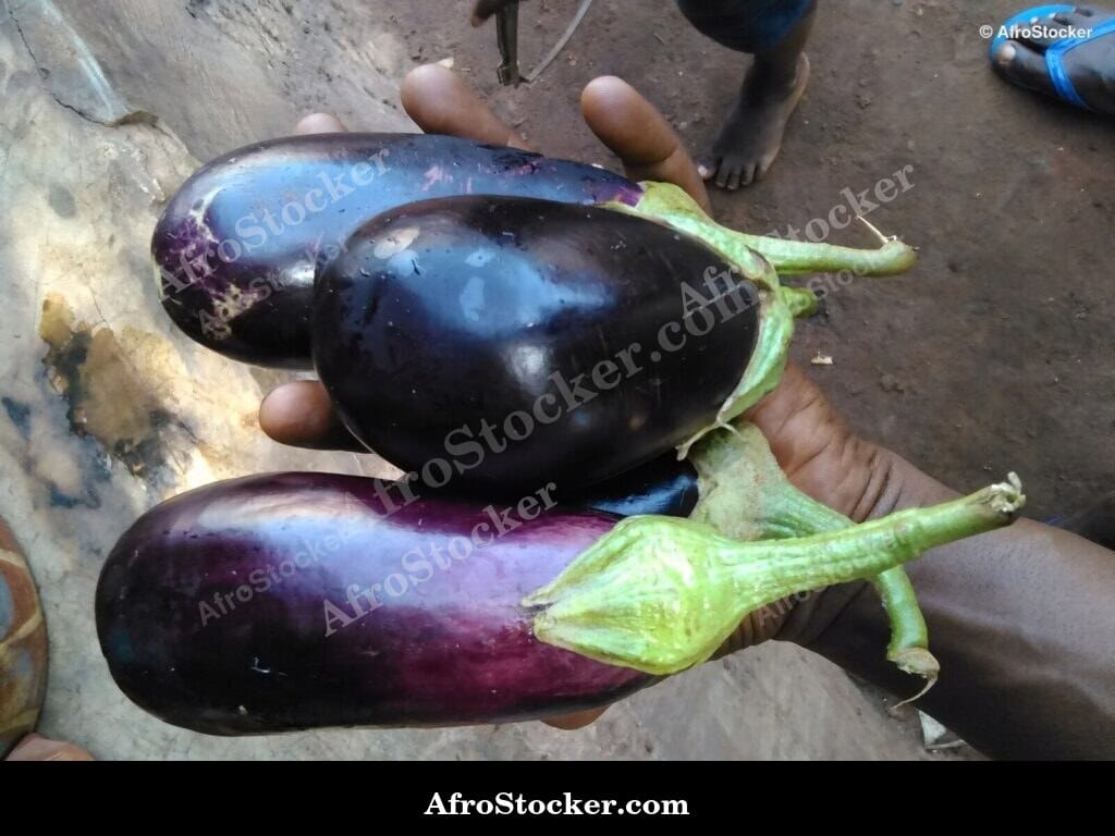 eggplants garden soil africa farm fresh