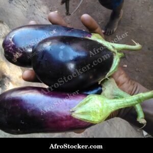 eggplants garden soil africa farm fresh