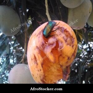 mangoes harvest basket west african agriculture