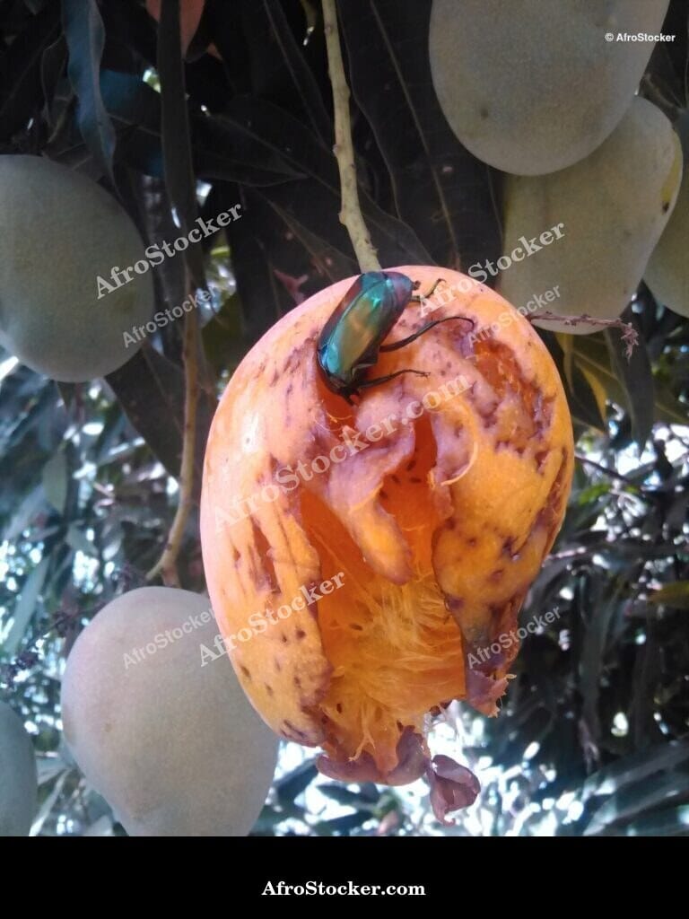 mangoes harvest basket west african agriculture