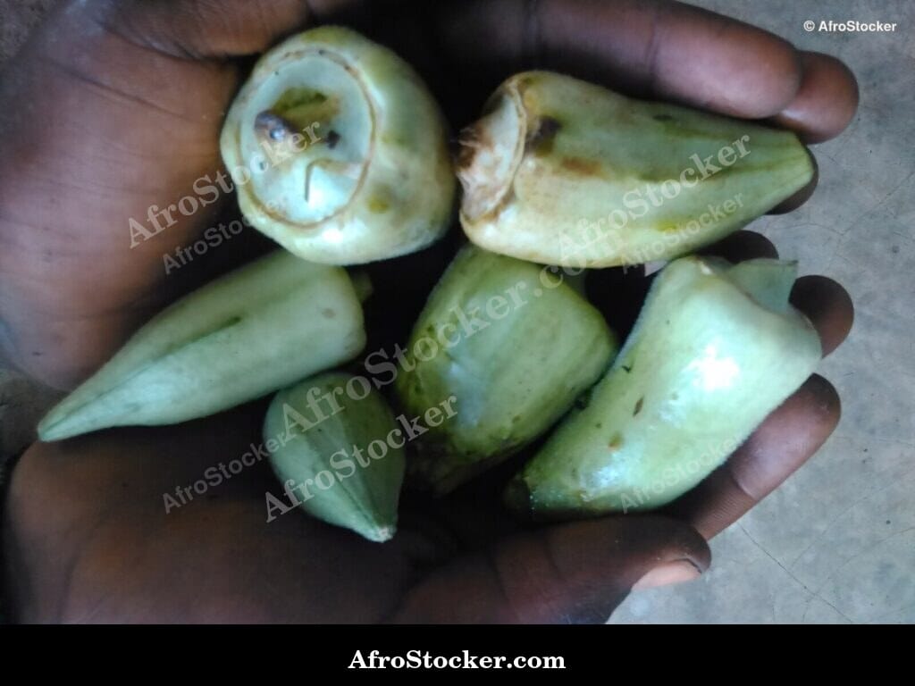 Fresh Okra Pods, African Vegetable