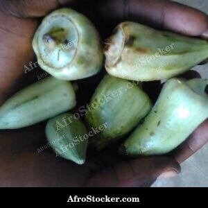 Fresh Okra Pods, African Vegetable