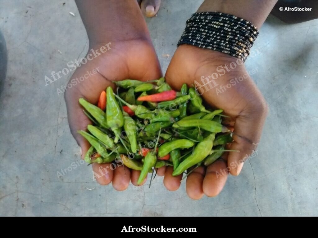 Fresh Red Chili Peppers Pile, Africa