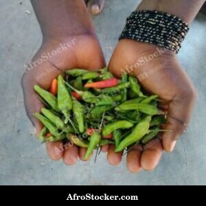 Fresh Red Chili Peppers Pile, Africa