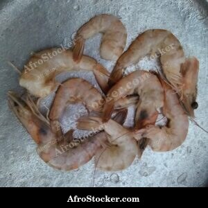 Fresh Shrimp Catch, African Coast