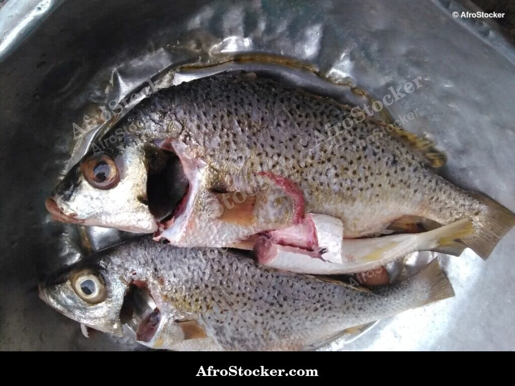 Fried Fish with Golden Crust, Africa