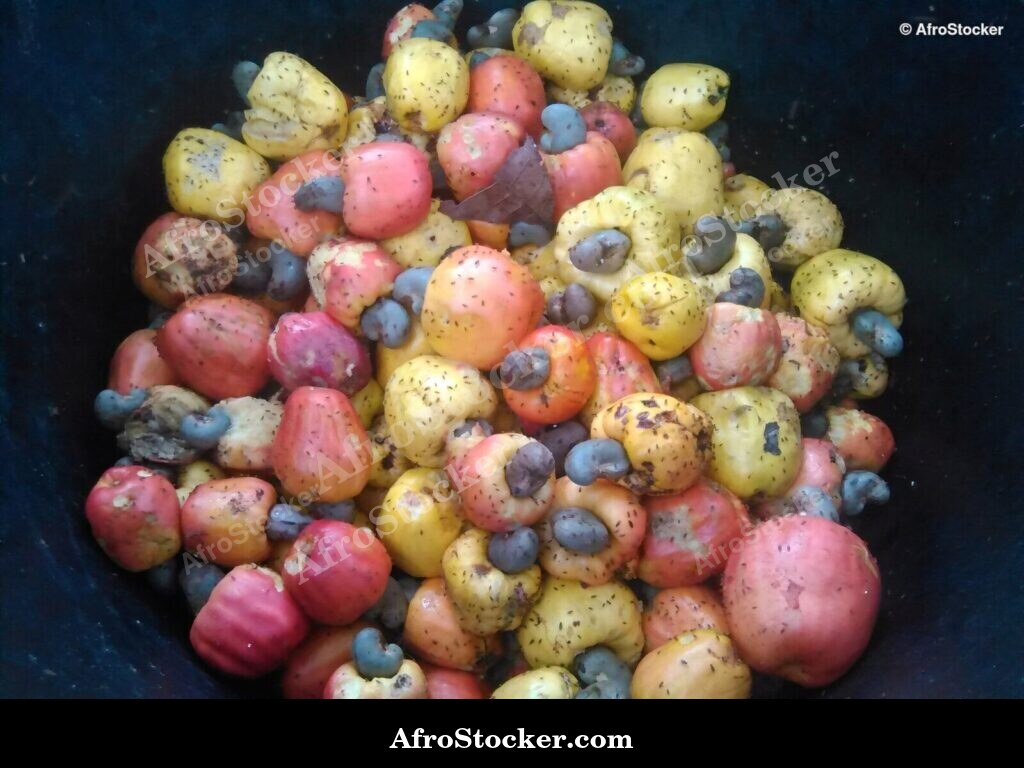 Cashew Fruit on Tree, West Africa - AfroStocker