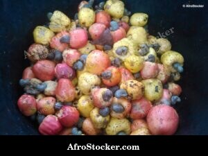 Cashew Fruit on Tree, West Africa