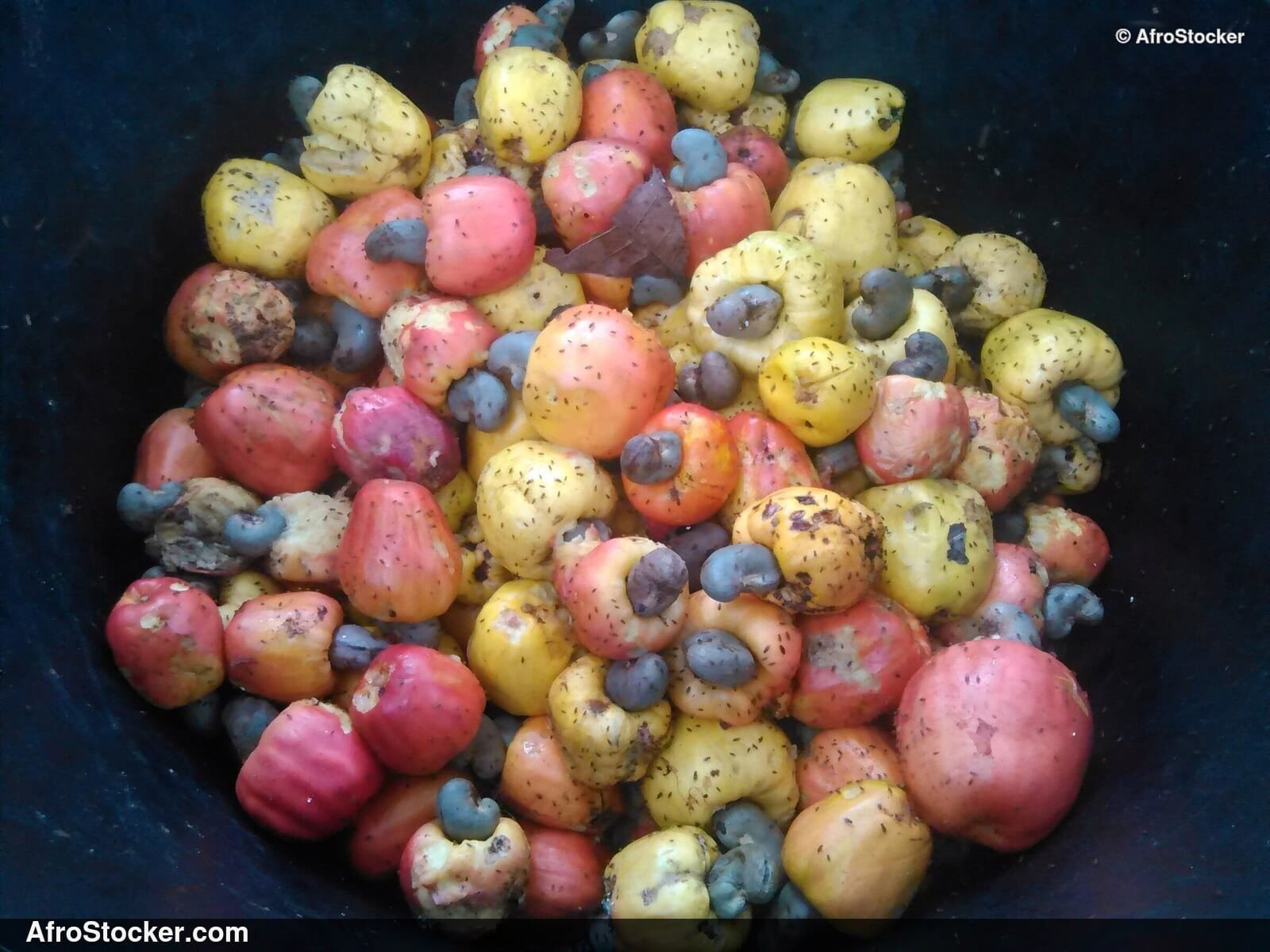 Cashew Fruit on Tree, West Africa - AfroStocker