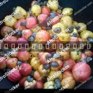 Cashew Fruit on Tree, West Africa - AfroStocker