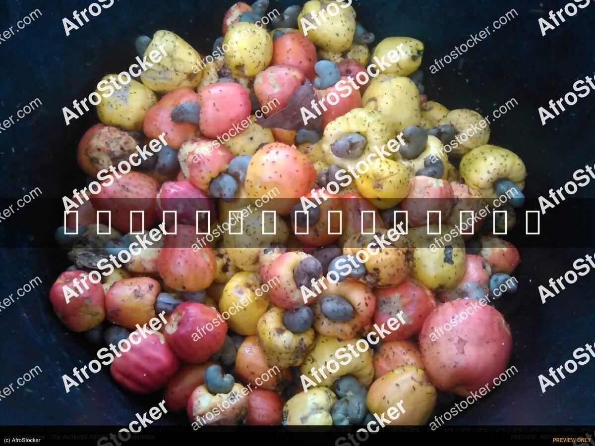 Cashew Fruit on Tree, West Africa - AfroStocker