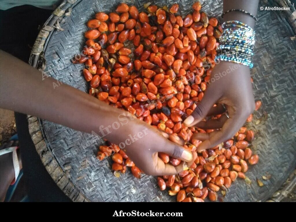 Palm Tree Seeds, West Africa - AfroStocker