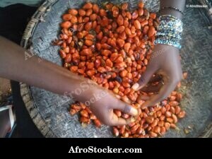 Palm Tree Seeds, West Africa
