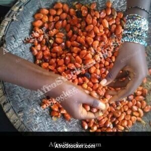 Palm Tree Seeds, West Africa - AfroStocker