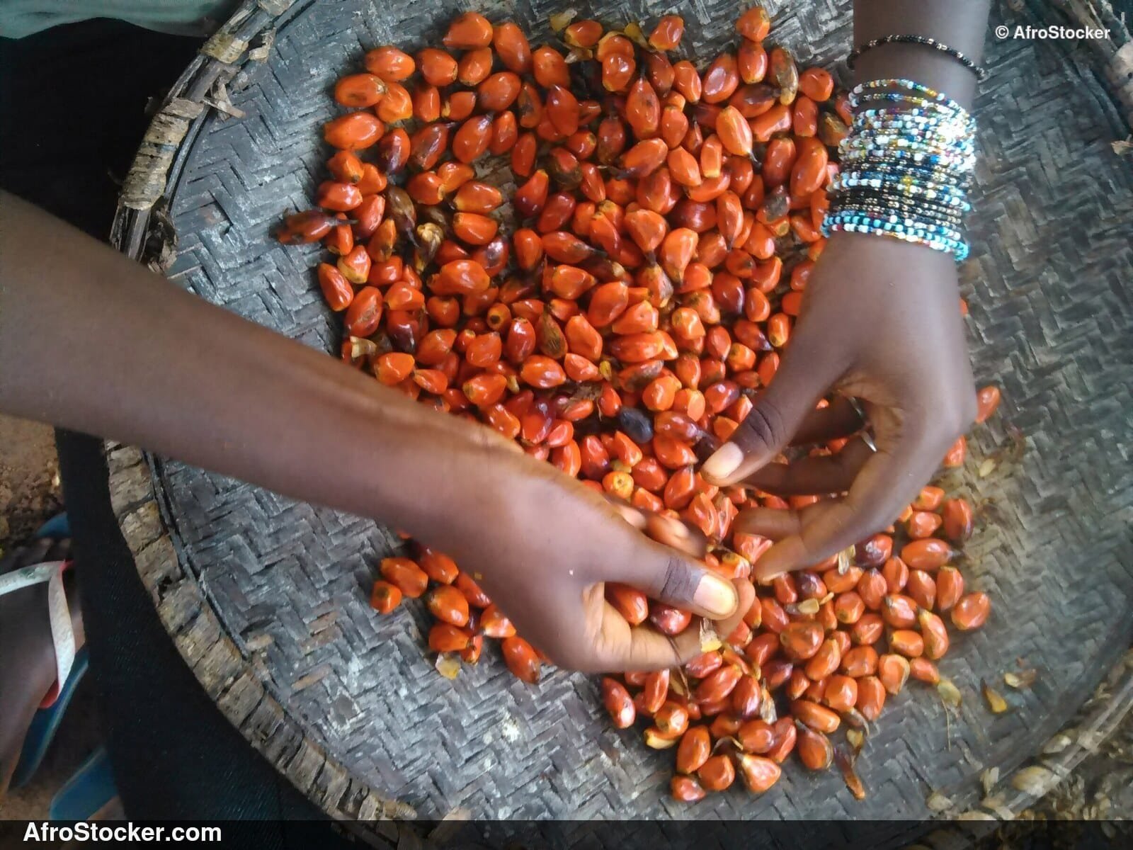 Palm Tree Seeds, West Africa - AfroStocker