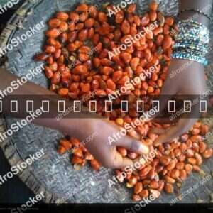 Palm Tree Seeds, West Africa - AfroStocker
