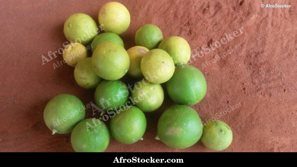 Green Lemons on Tree Branch, Africa