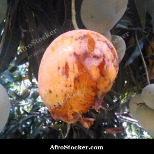 Green Unripe Mango on Tree, Africa