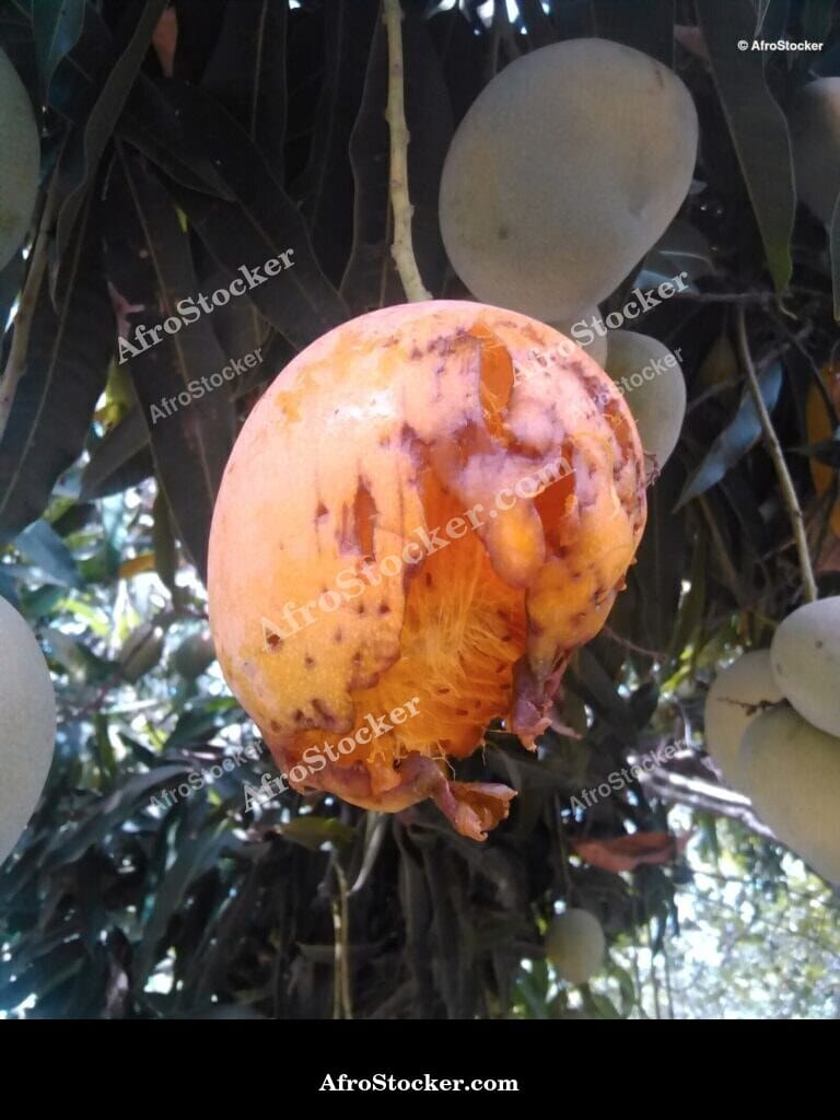 Green Unripe Mango on Tree, Africa