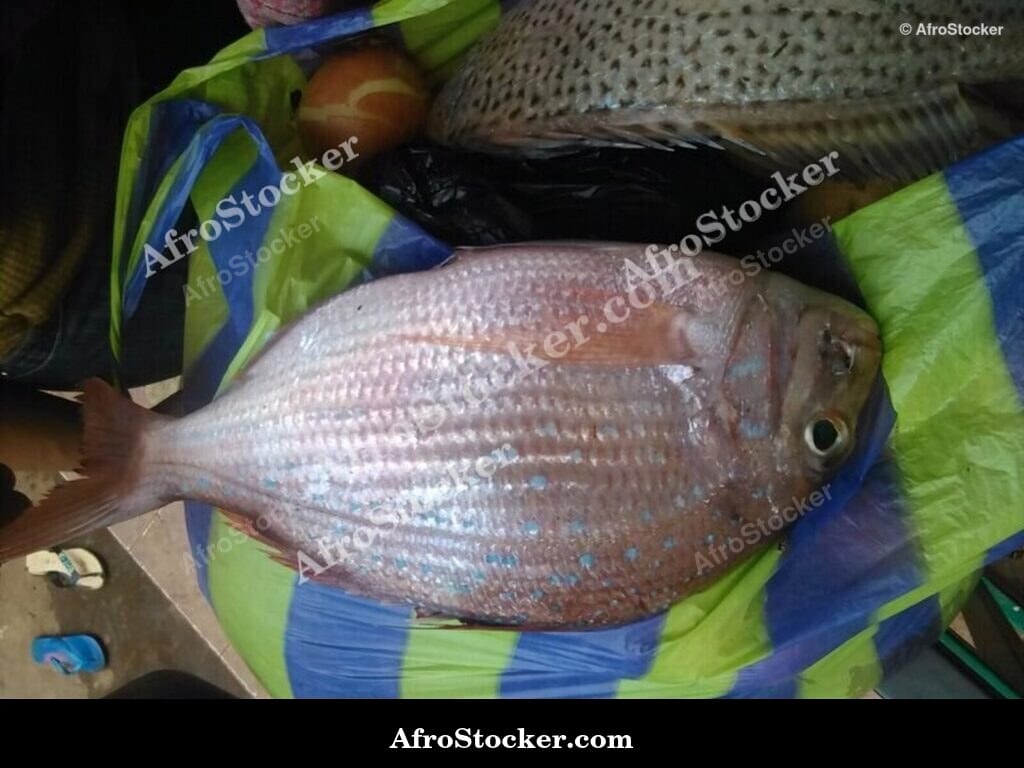 Large Fresh Fish, West African Fishing