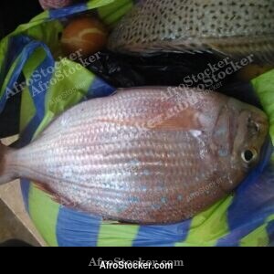 Large Fresh Fish, West African Fishing