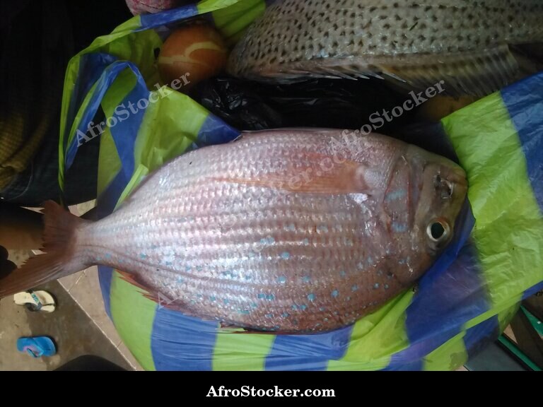 Large Fresh Fish, West African Fishing