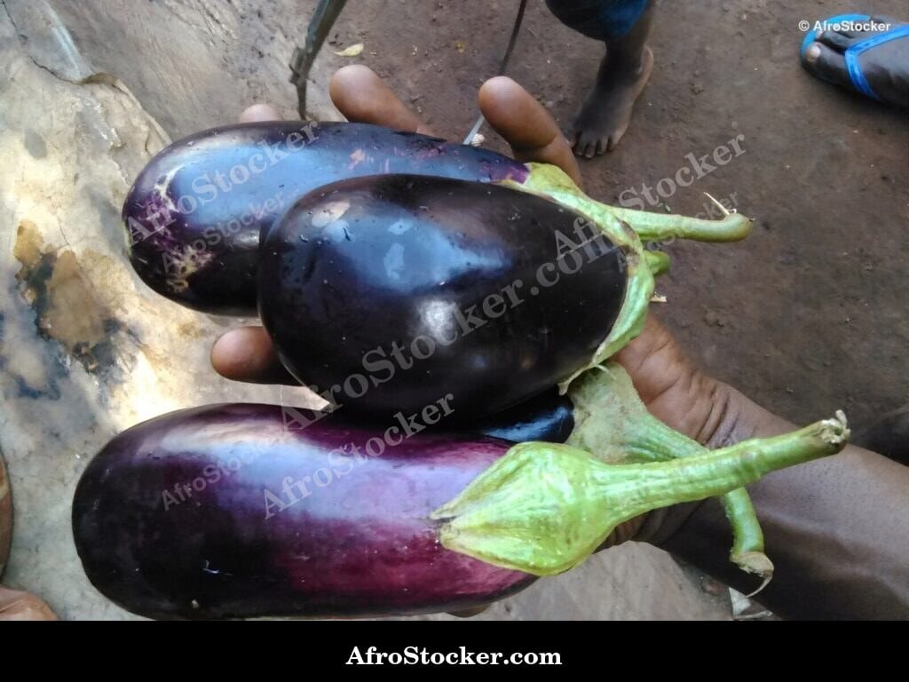 eggplants wooden surface rustic africa farm