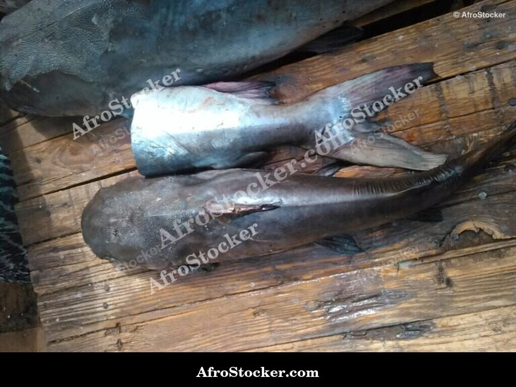 Fresh Fish at Market, Liberia West Africa