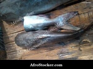 Fresh Fish at Market, Liberia West Africa