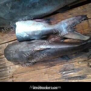 Fresh Fish at Market, Liberia West Africa