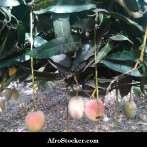 Mango Branch in Sunlight, Africa