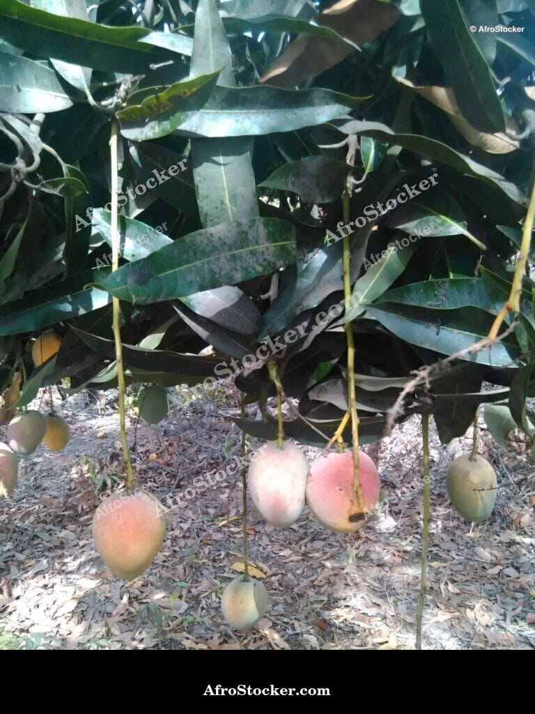 Mango Branch in Sunlight, Africa