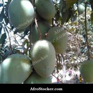 Mango Cluster in Tree Canopy, Africa