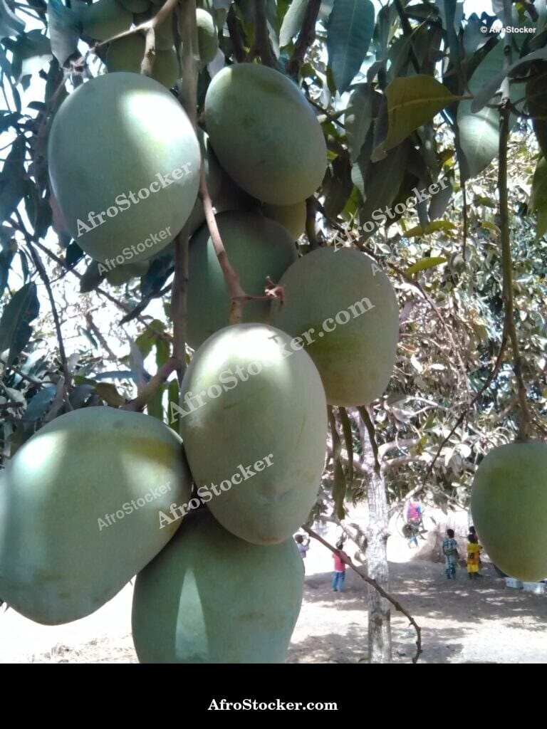 Mango Cluster in Tree Canopy, Africa