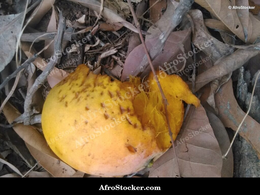 Mango Fruit Cluster Among Leaves, Africa