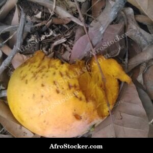 Mango Fruit Cluster Among Leaves, Africa