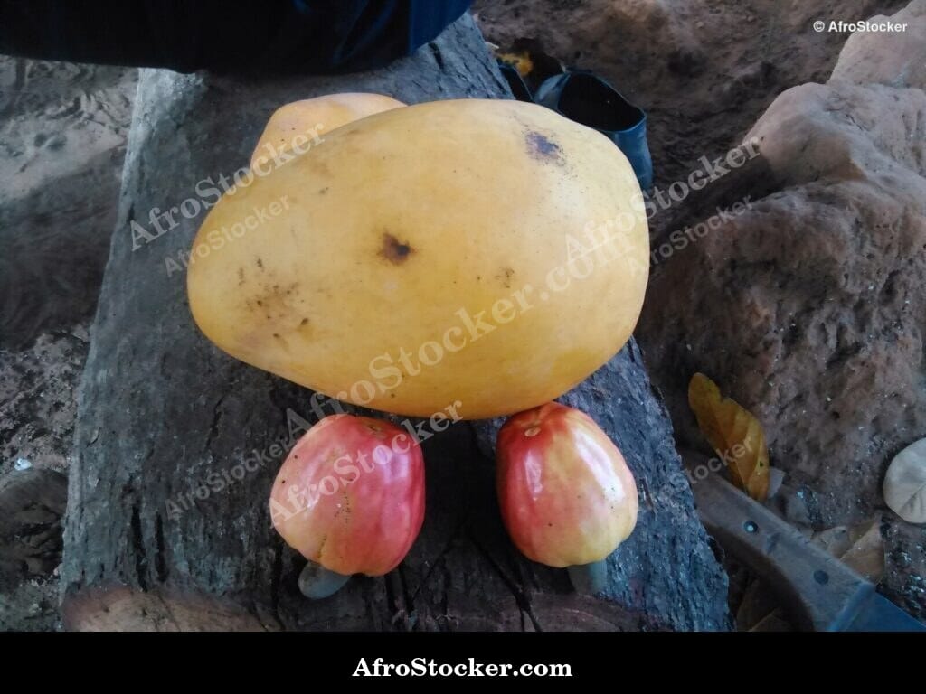 Mango Fruit at Golden Hour, Africa