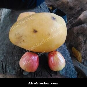 Mango Fruit at Golden Hour, Africa
