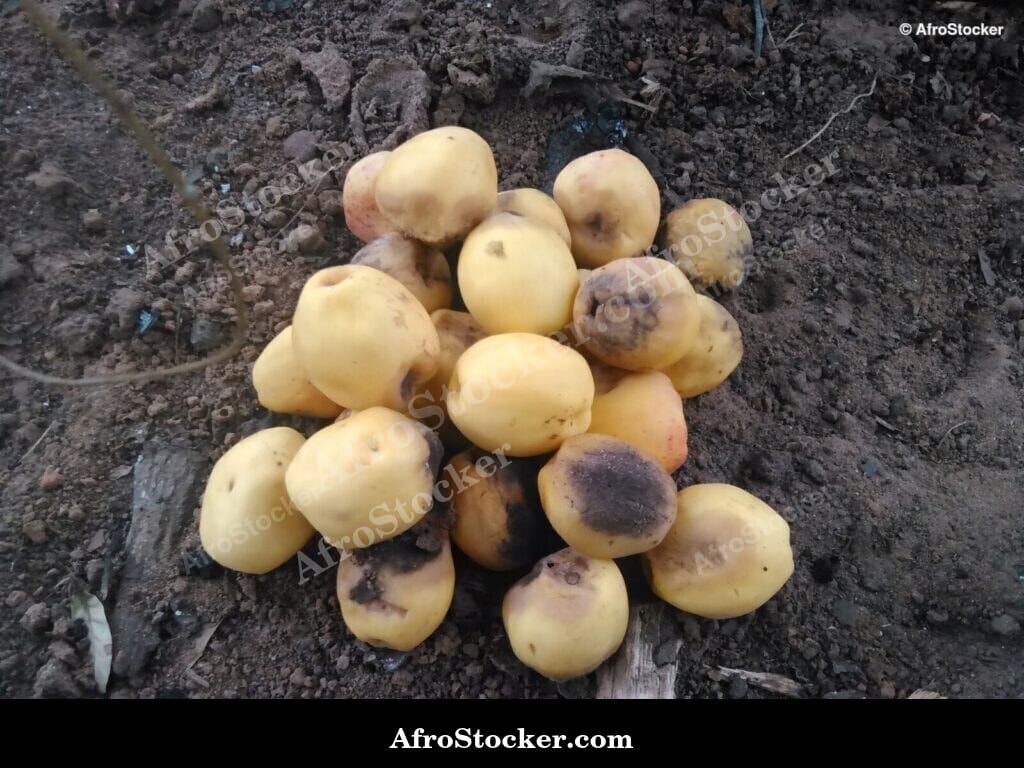 Fallen Mango Fruit on Ground, Africa