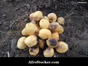 Fallen Mango Fruit on Ground, Africa