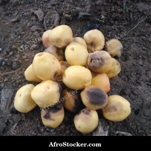 Fallen Mango Fruit on Ground, Africa
