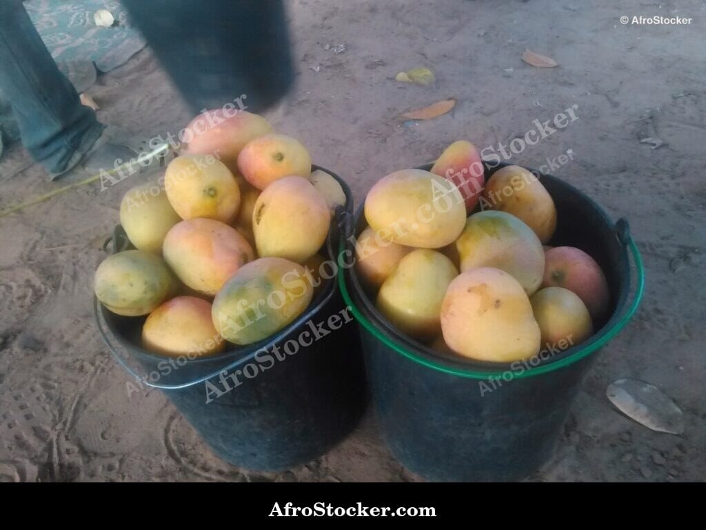 Mango Fruit Hand-Picked, Africa